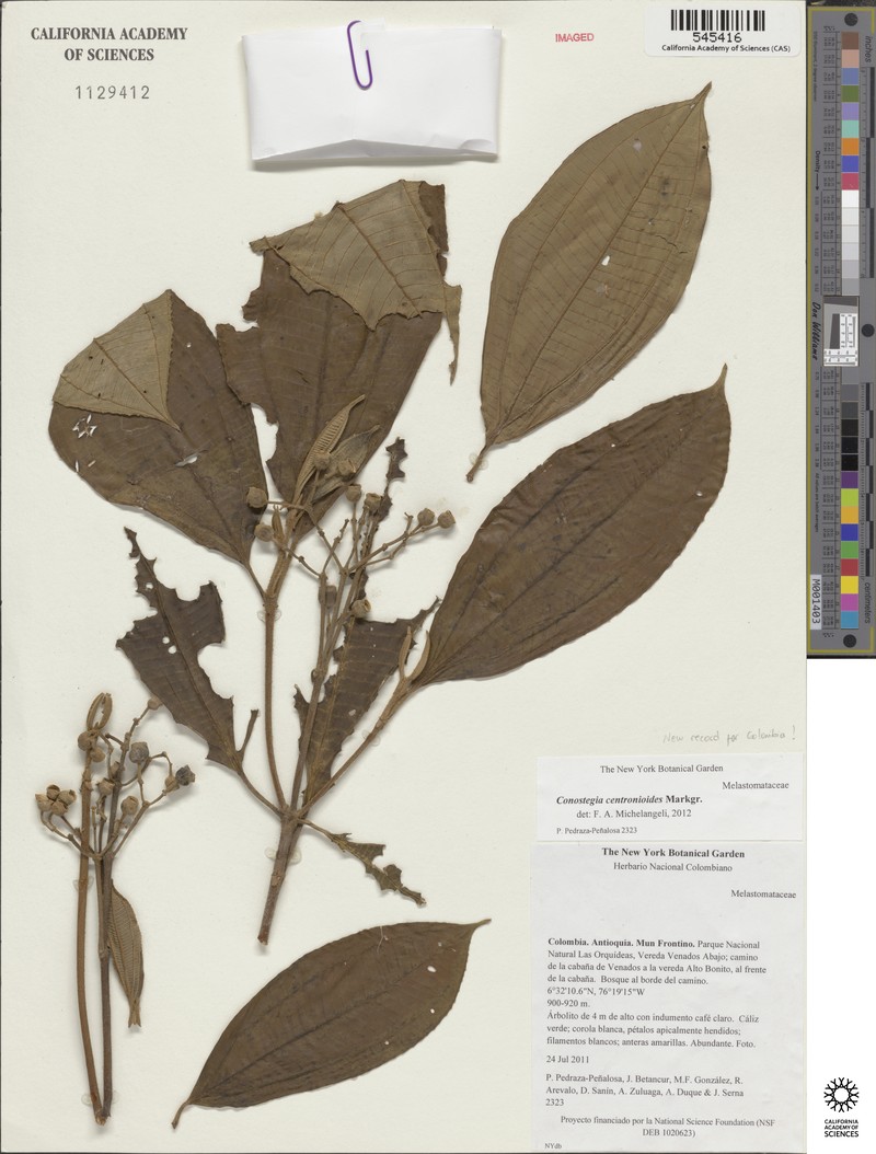 Miconia conocentronioides
