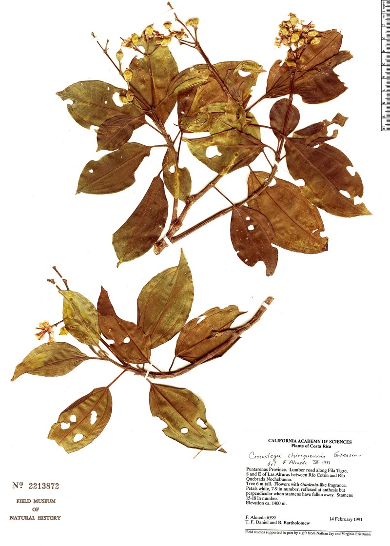 Miconia conochiriquensis
