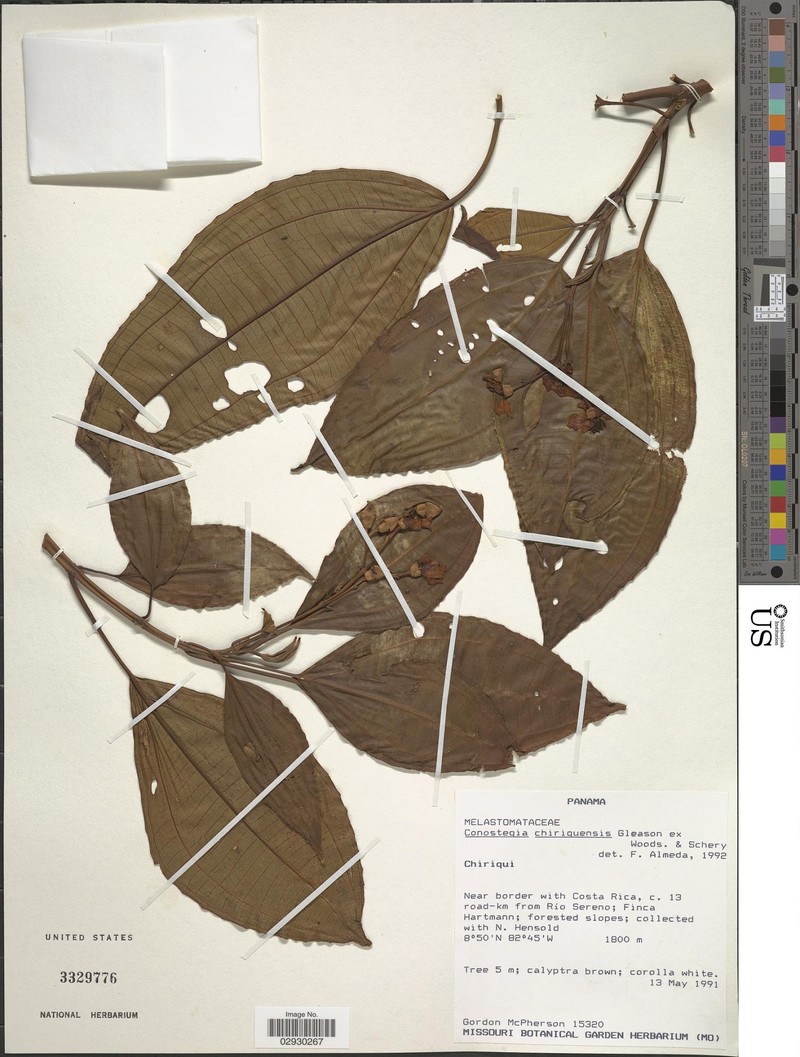 Miconia conochiriquensis photo 2