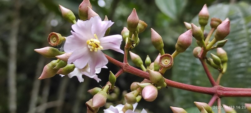 Miconia conocuatrecasasii