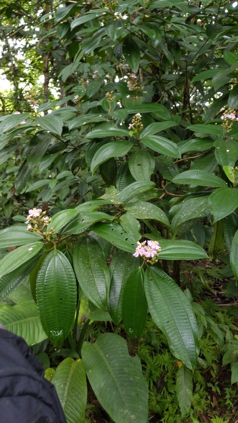 Miconia conocuatrecasasii photo 2