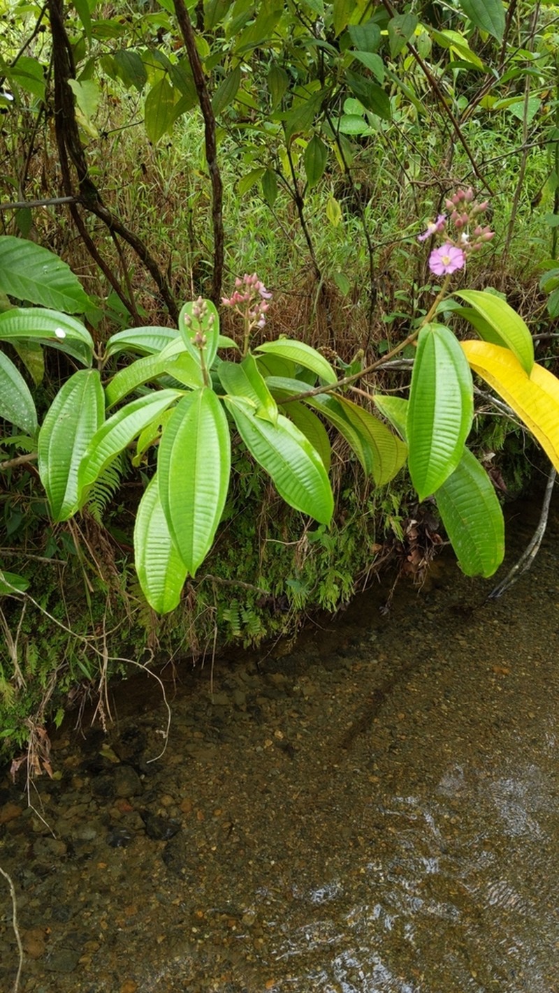 Miconia conocuatrecasasii photo 3