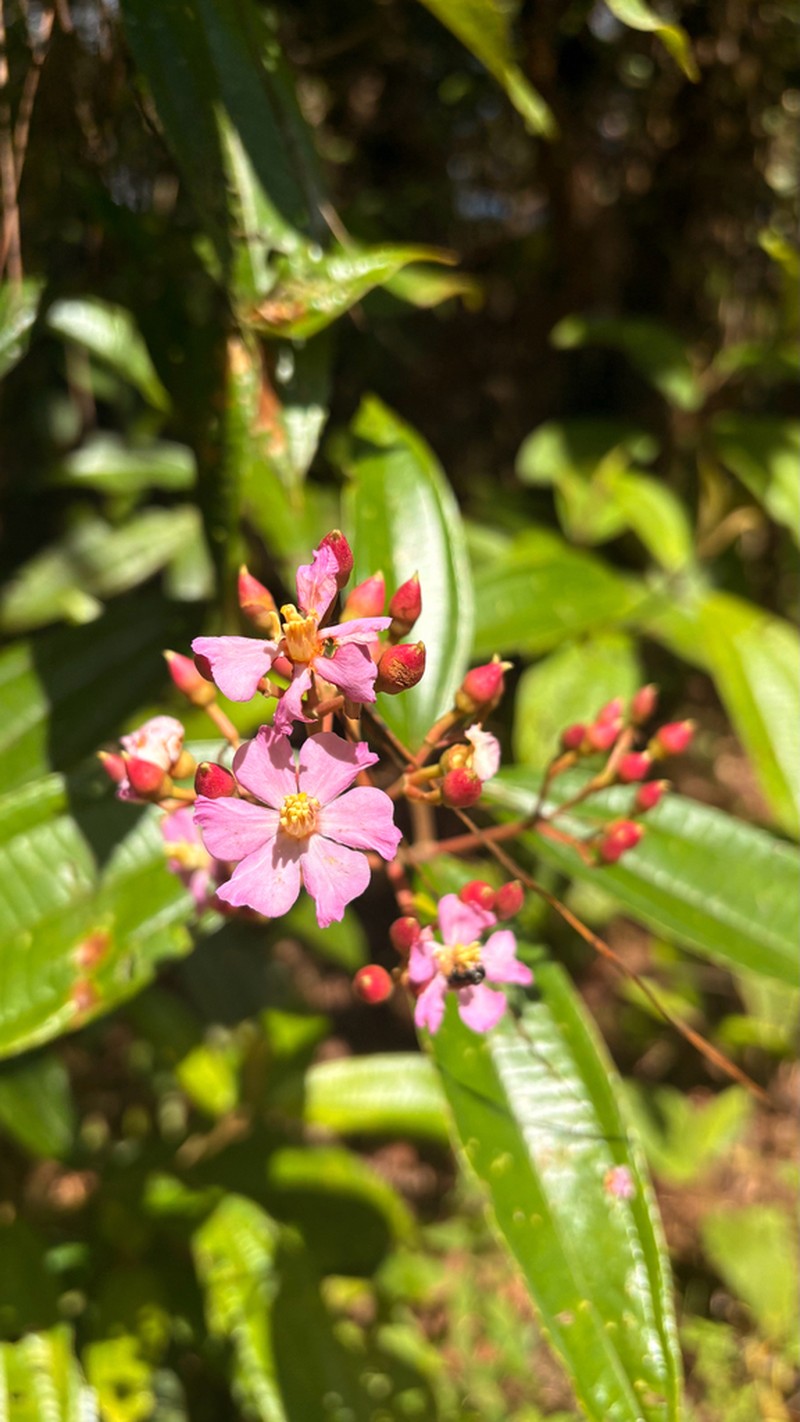 Miconia conocuatrecasasii photo 4