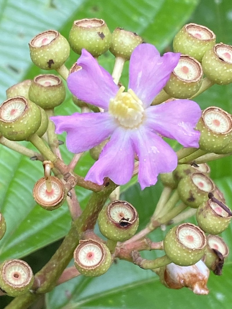 Miconia conocuatrecasasii photo 5
