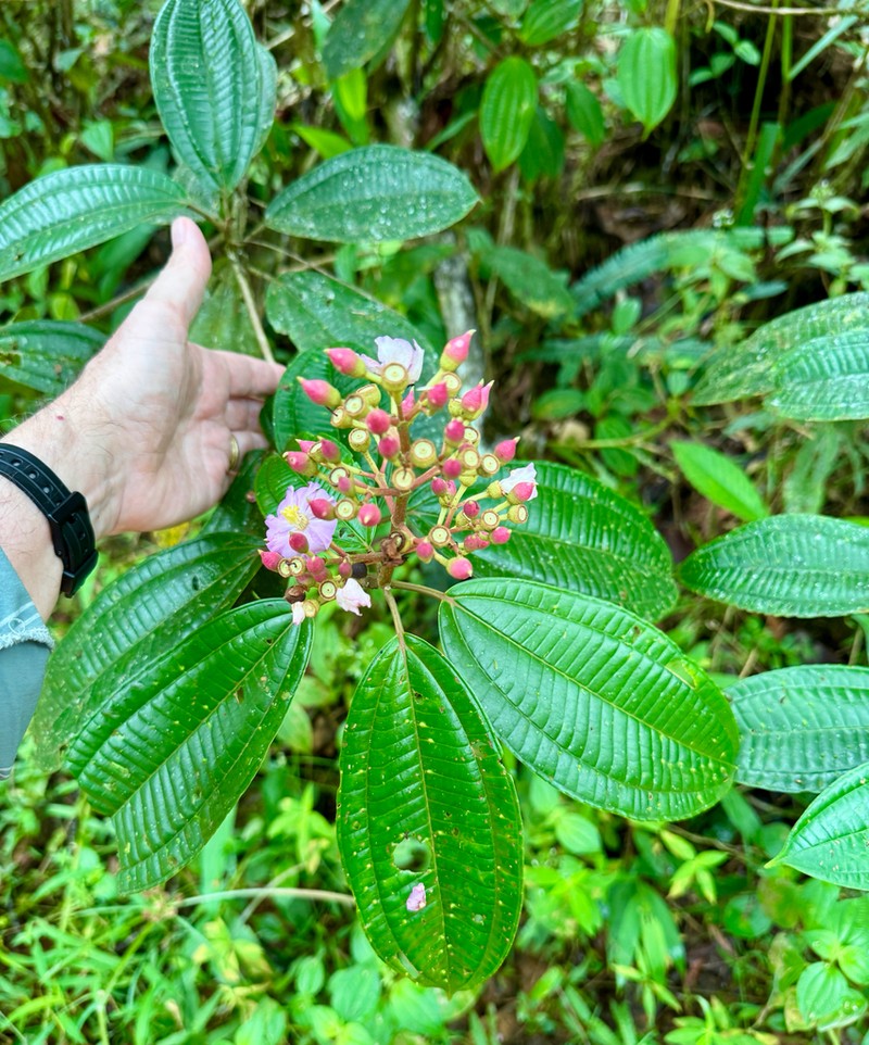 Miconia conocuatrecasasii photo 6