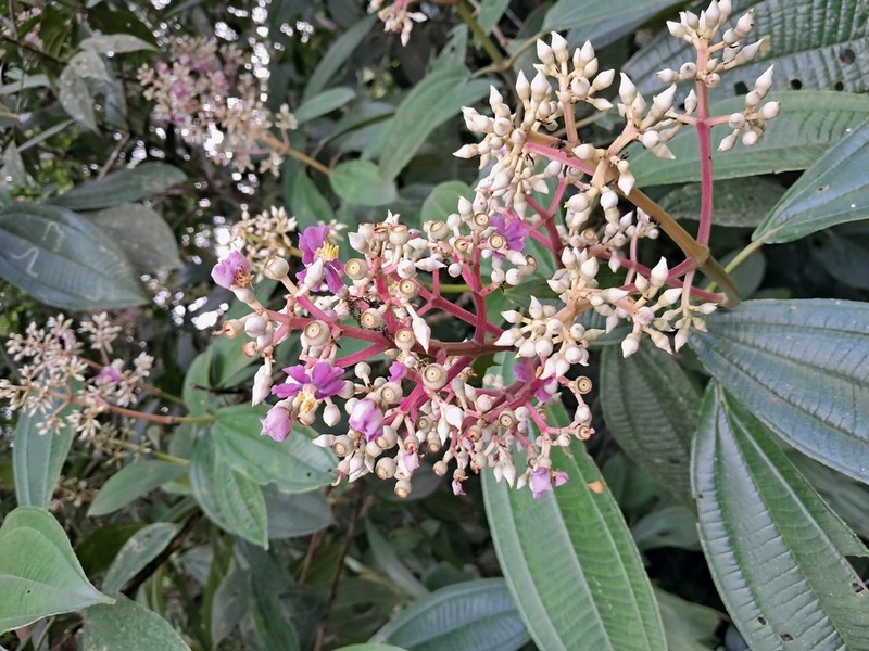 Miconia conocuatrecasasii photo 7