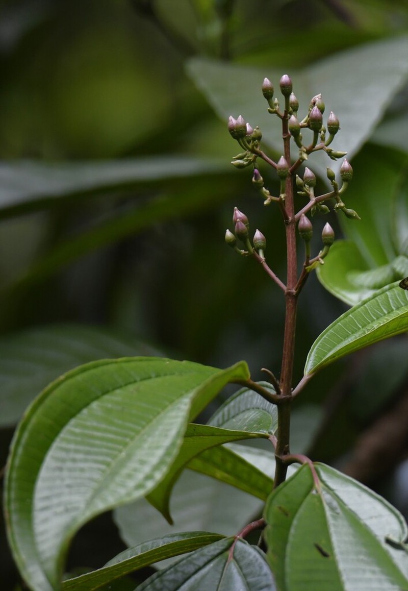 Miconia conocuatrecasasii photo 8