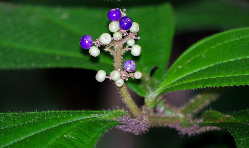 Miconia conodentata