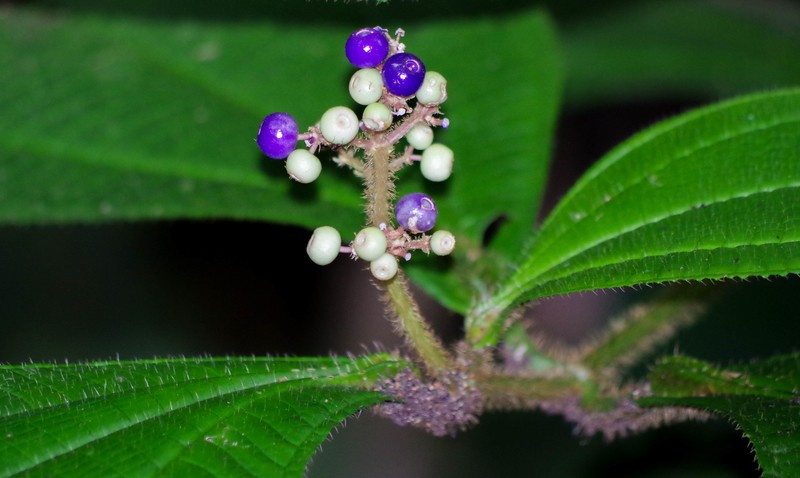 Miconia conodentata photo 2