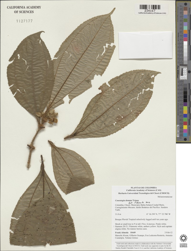 Miconia conodentata photo 3