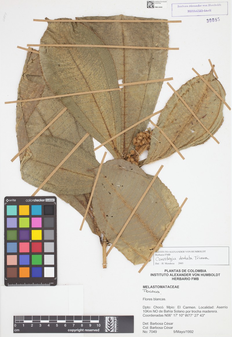 Miconia conodentata photo 4
