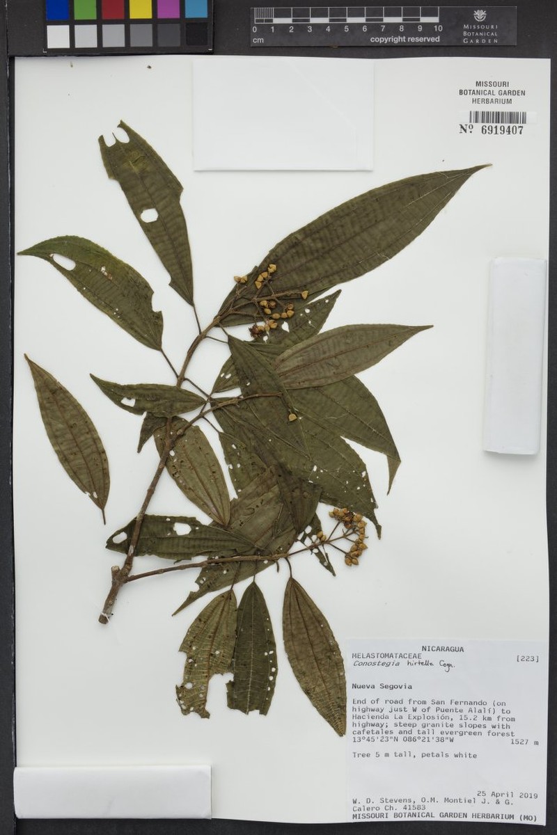 Miconia conohirtella