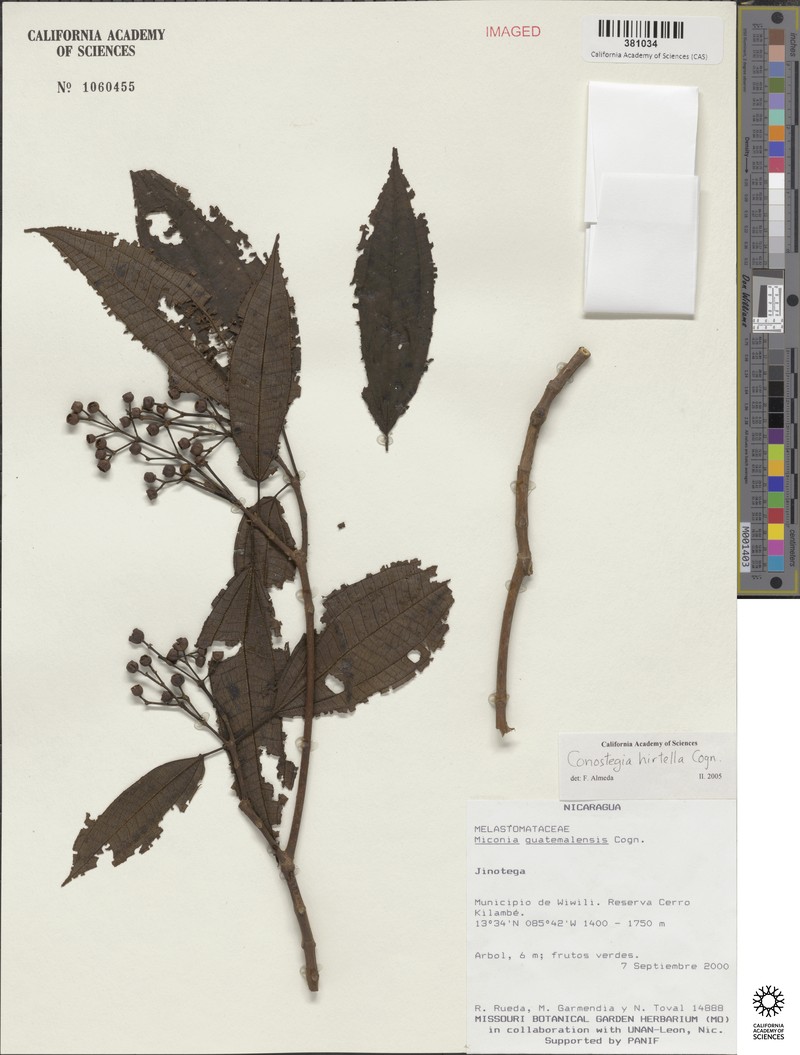 Miconia conohirtella photo 2