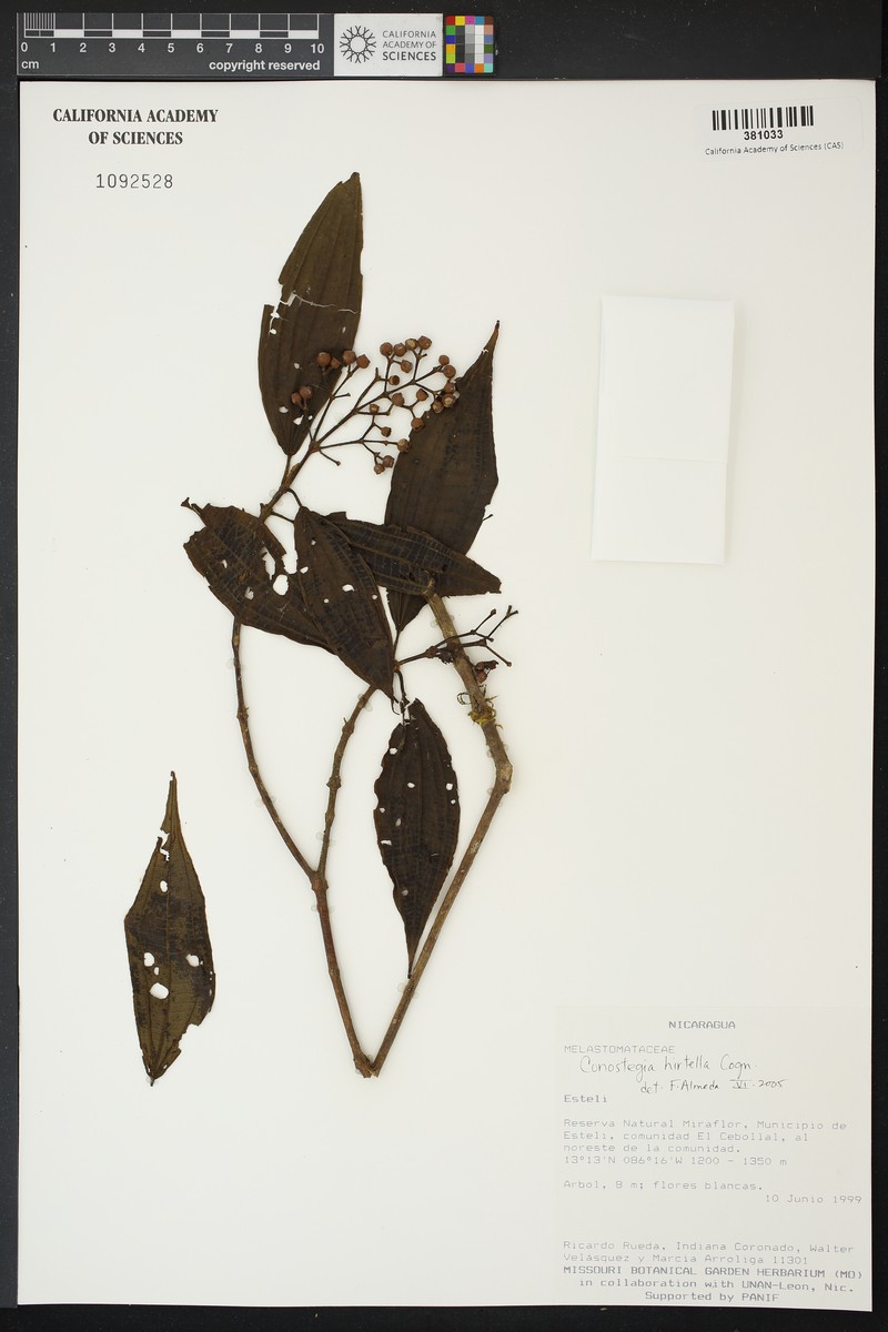 Miconia conohirtella photo 3