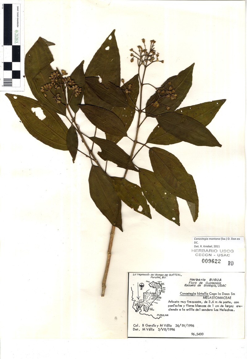 Miconia conohirtella photo 4