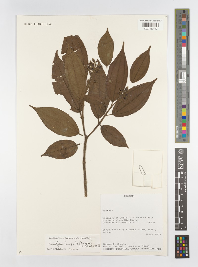 Miconia conolancifolia