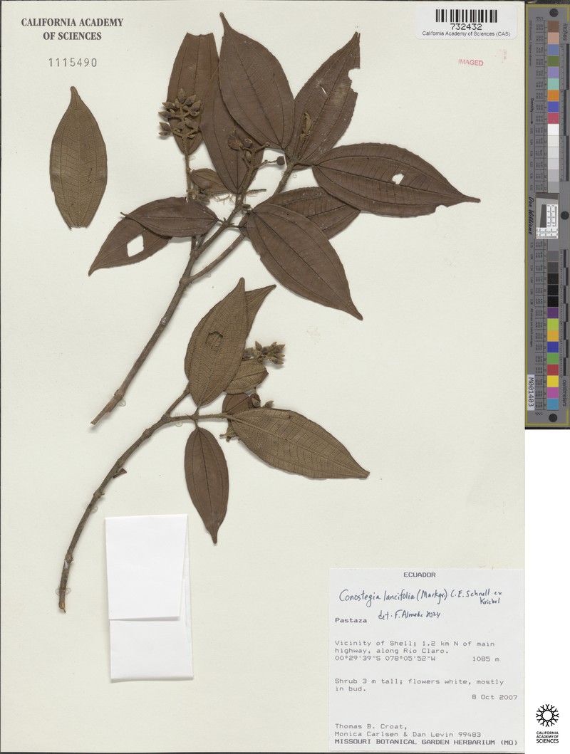 Miconia conolancifolia photo 2