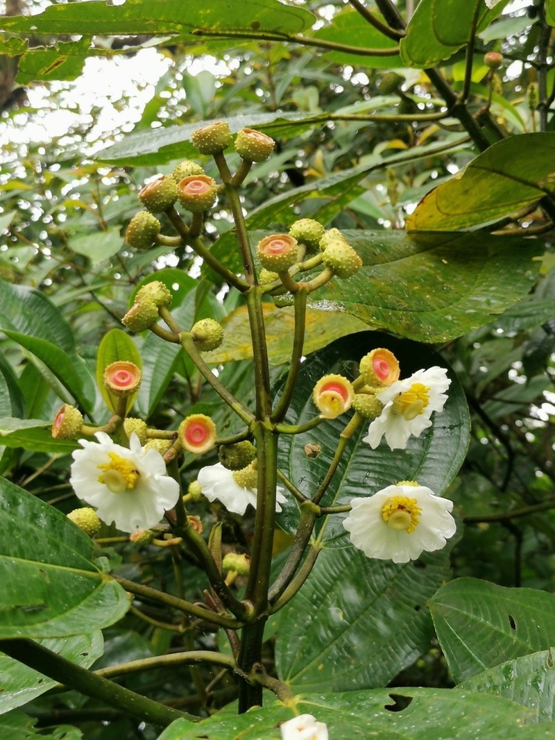 Miconia conomacrantha