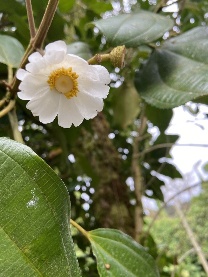 Miconia conomacrantha photo 2