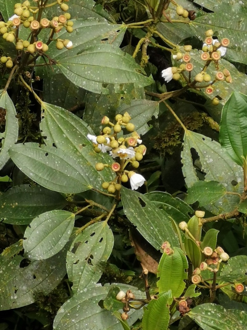 Miconia conomacrantha photo 3