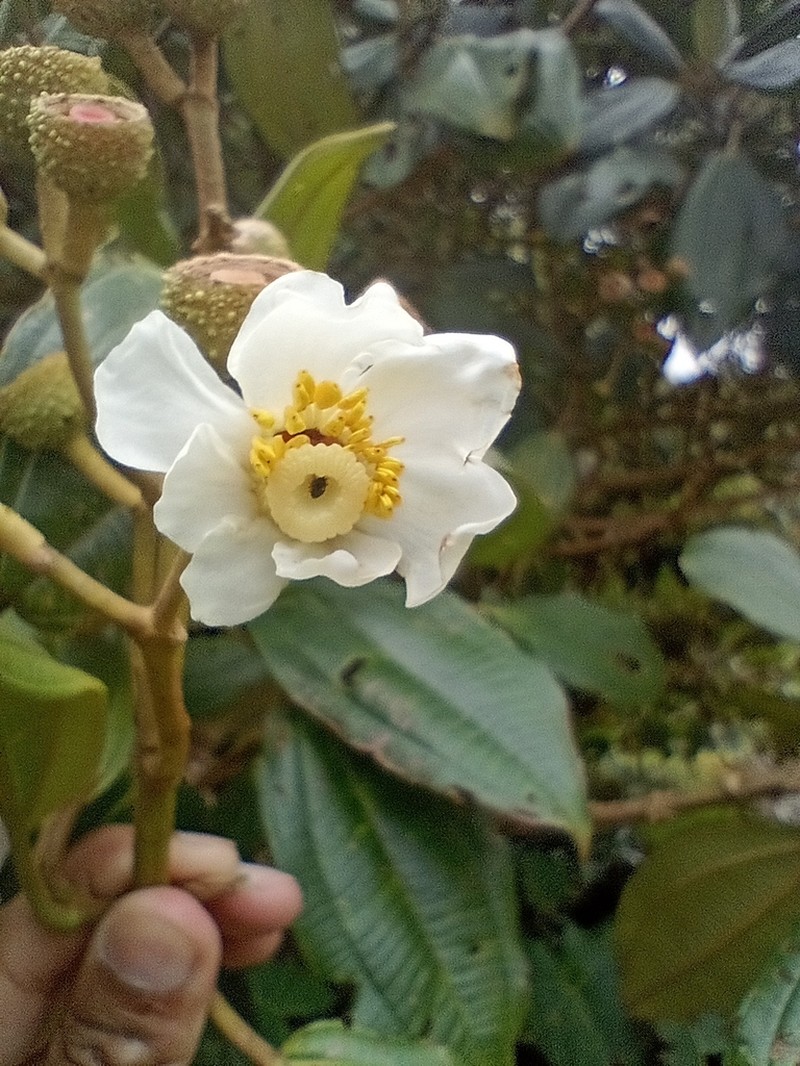 Miconia conomacrantha photo 4