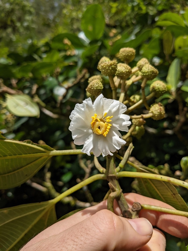 Miconia conomacrantha photo 5