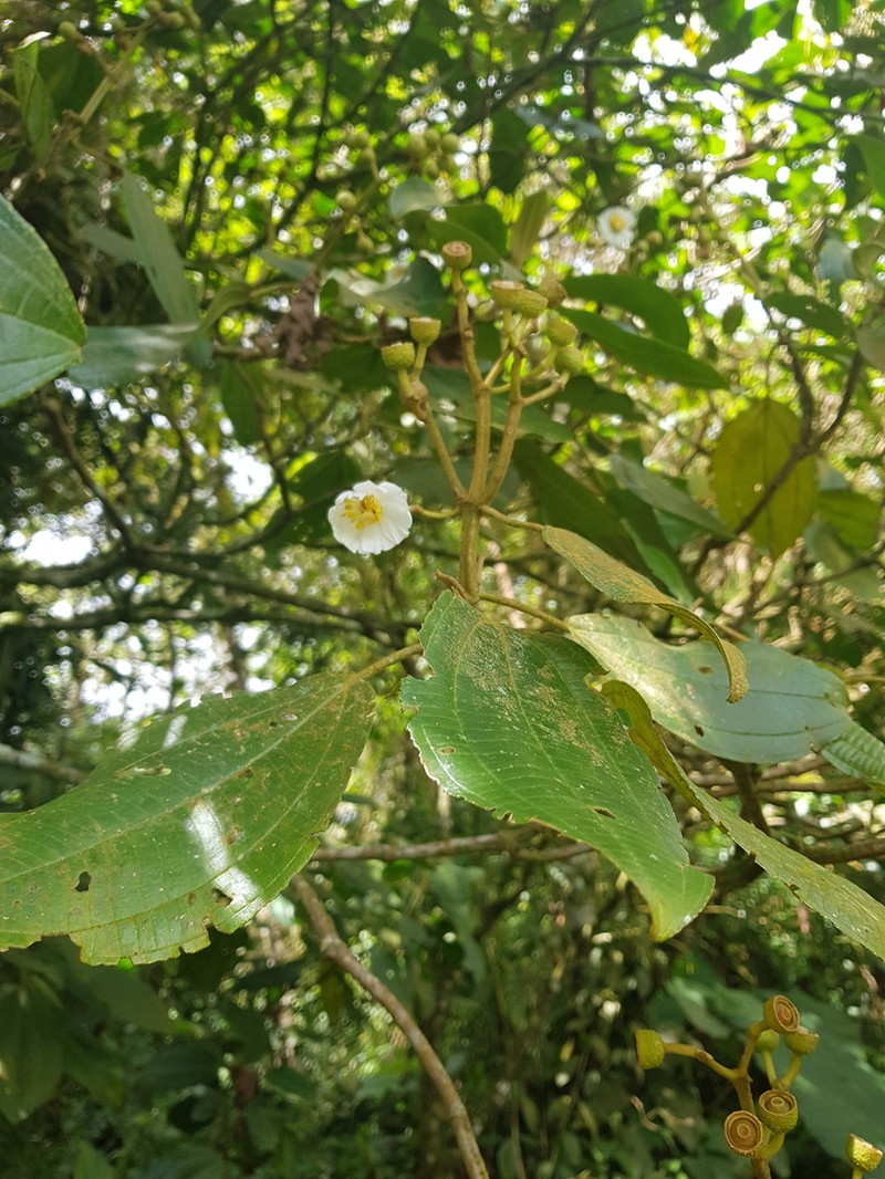 Miconia conomacrantha photo 6