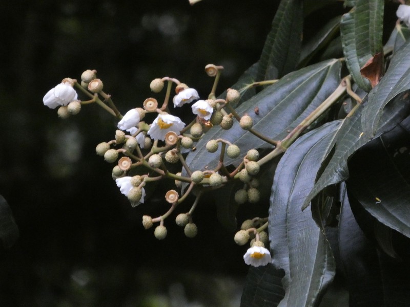Miconia conomacrantha photo 7