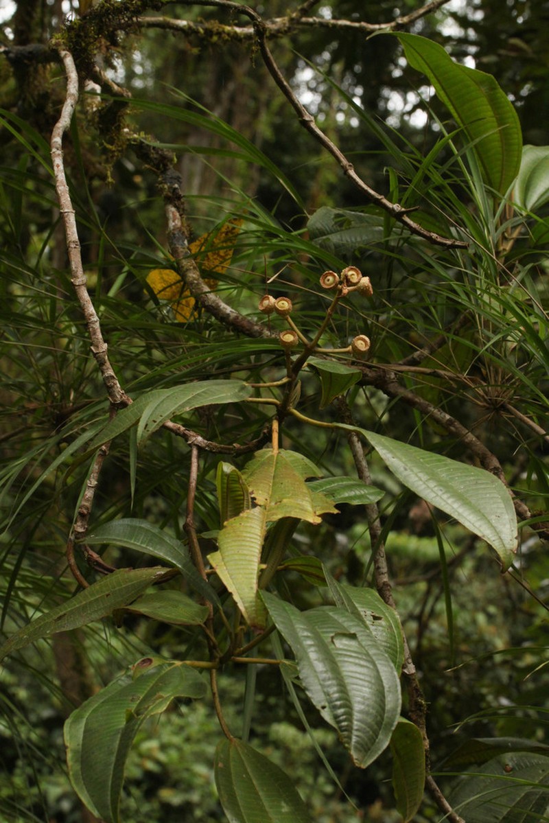 Miconia conomacrantha photo 8