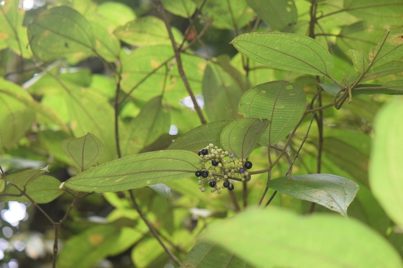 Miconia conomicrantha photo 2