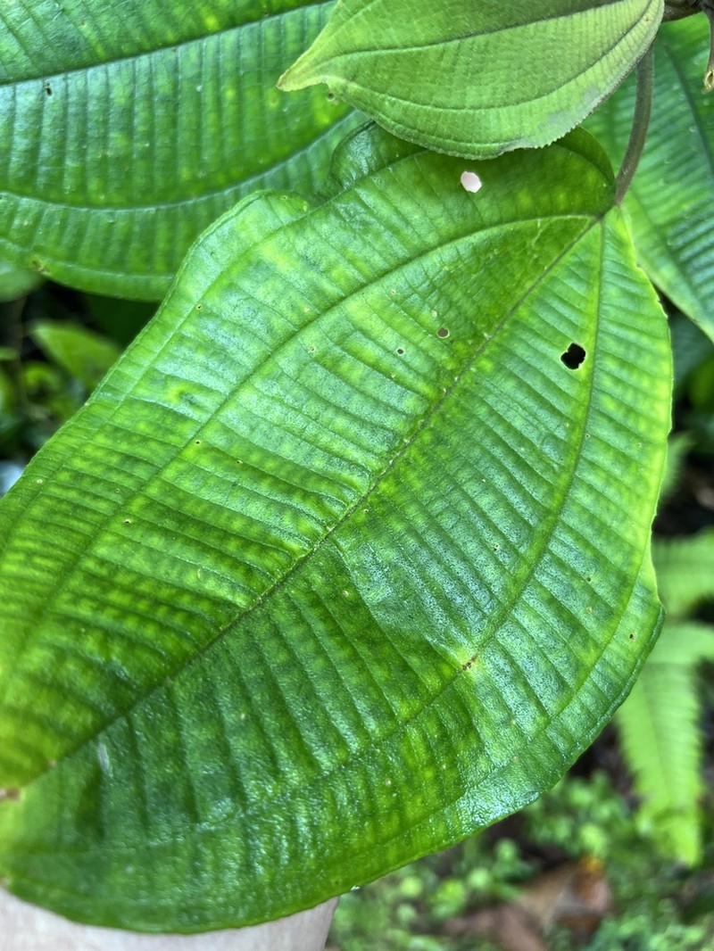 Miconia conomicrantha photo 3