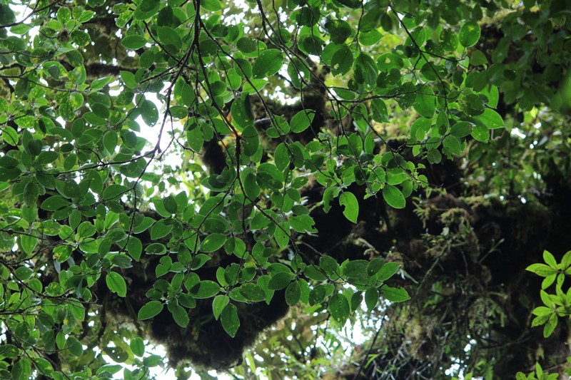 Miconia conomicrantha photo 4