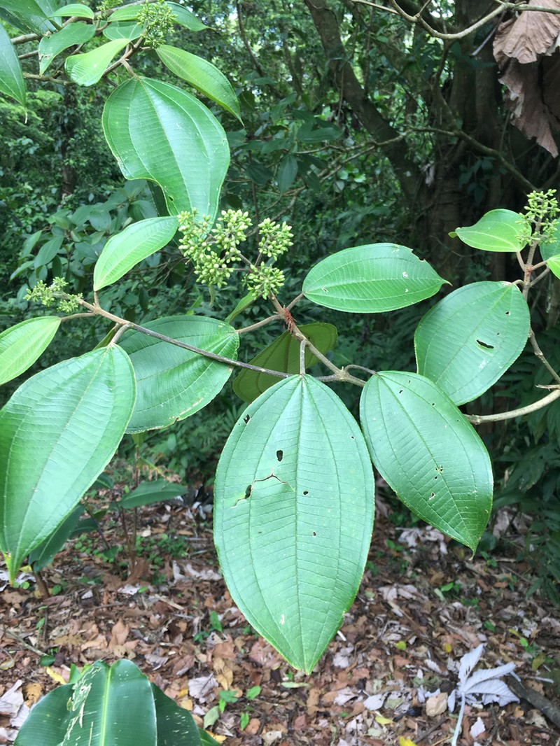 Miconia conomicrantha photo 5