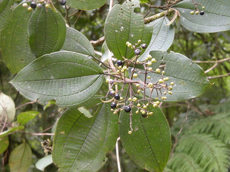 Miconia conomicrantha photo 6