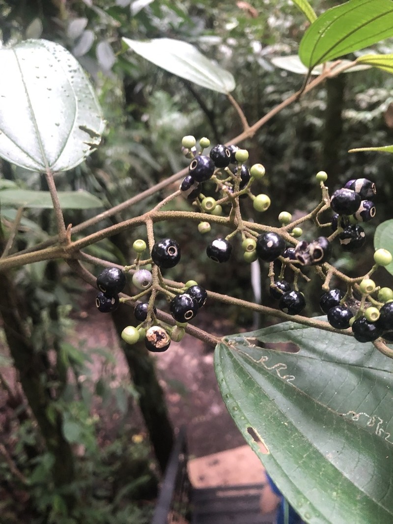 Miconia conomicrantha photo 7