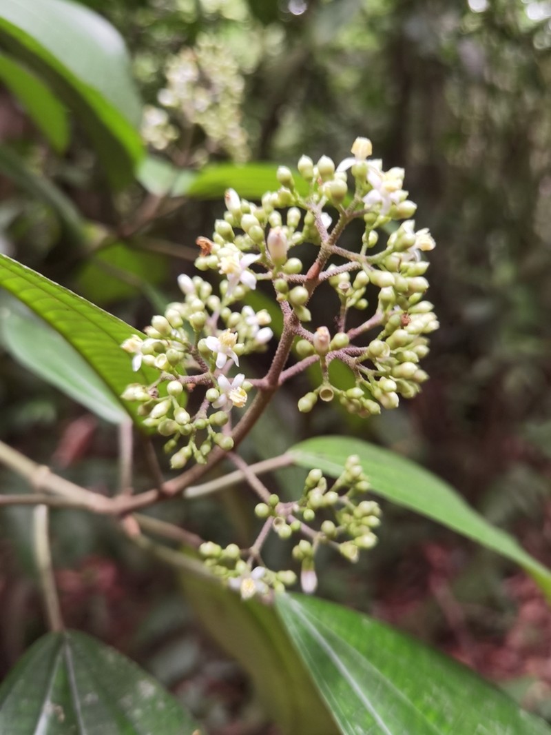 Miconia conomicrantha photo 8