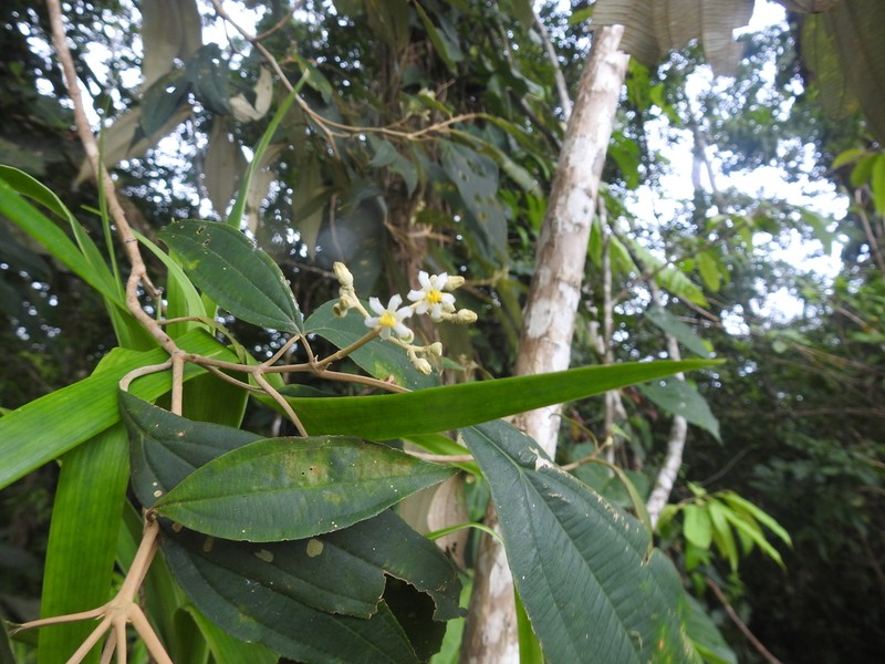 Miconia conoplumosa