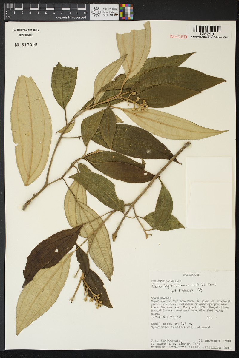 Miconia conoplumosa photo 3