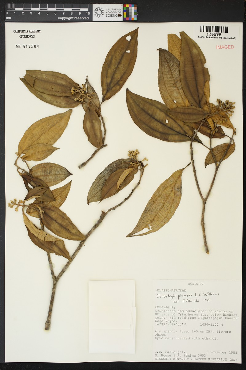 Miconia conoplumosa photo 4