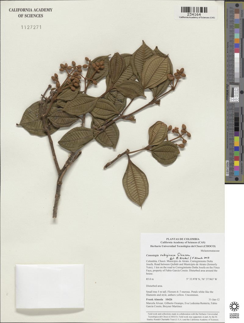 Miconia conorubiginosa