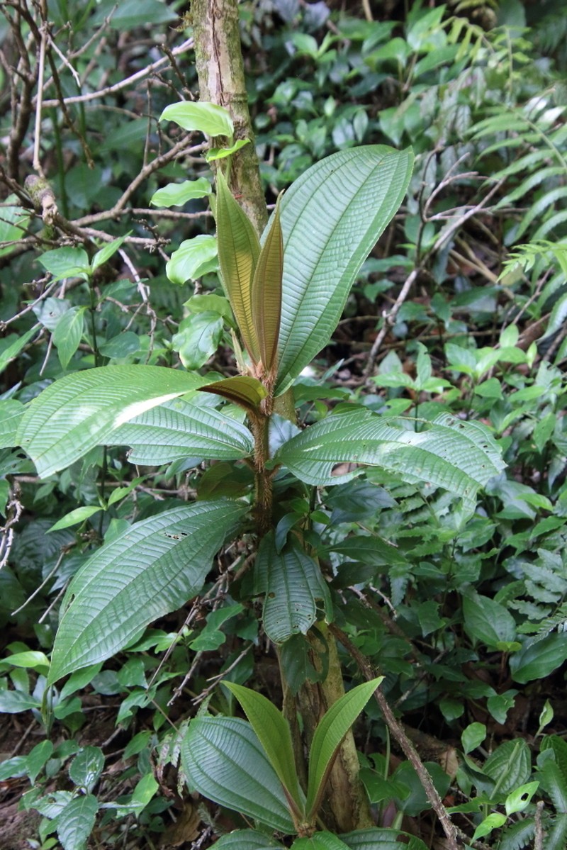 Miconia conosetifera