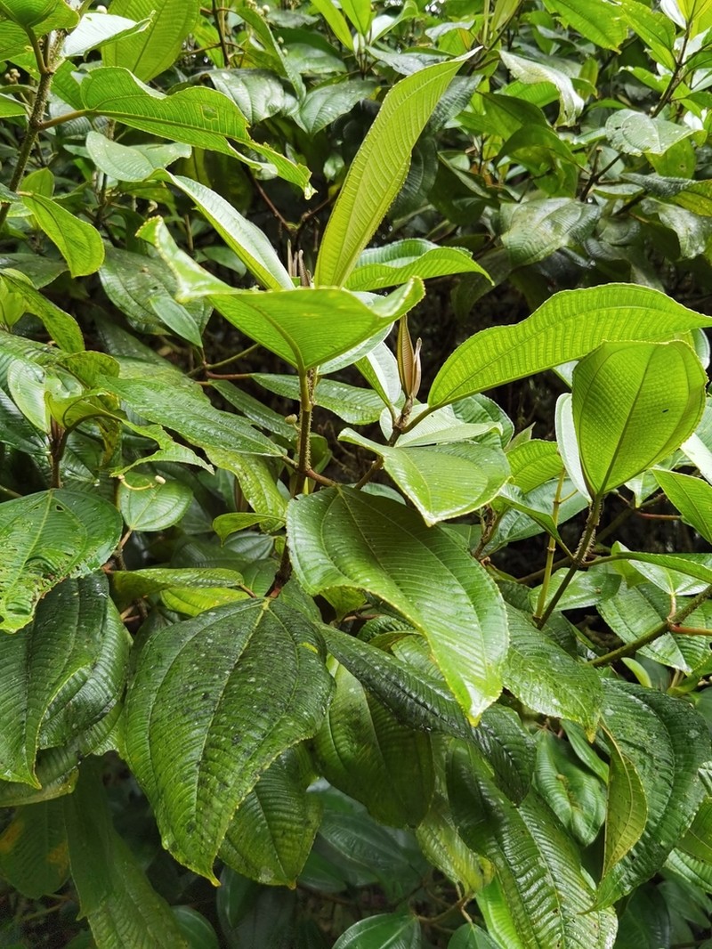 Miconia conosetifera photo 2