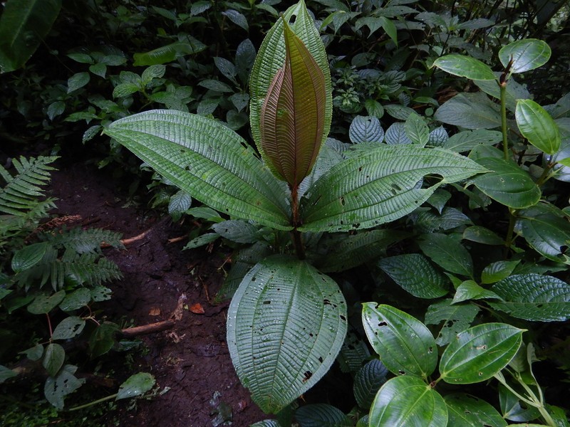 Miconia conosetifera photo 3