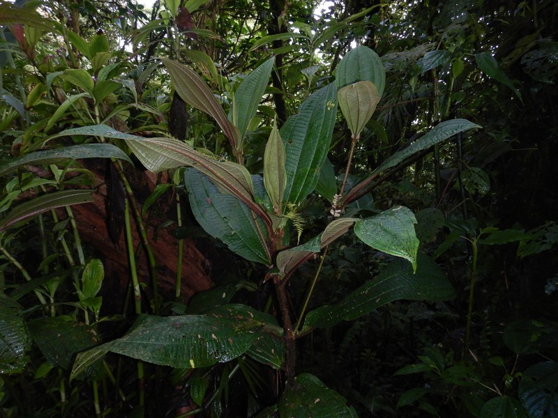 Miconia conosetifera photo 4