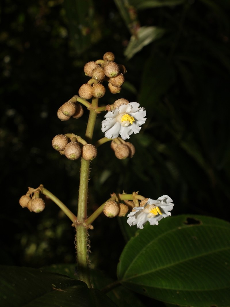 Miconia conosetifera photo 5
