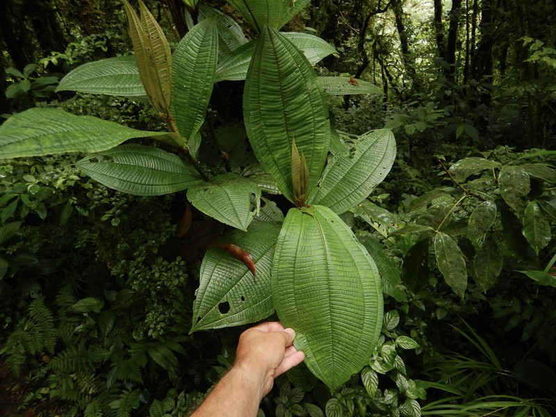 Miconia conosetifera photo 6