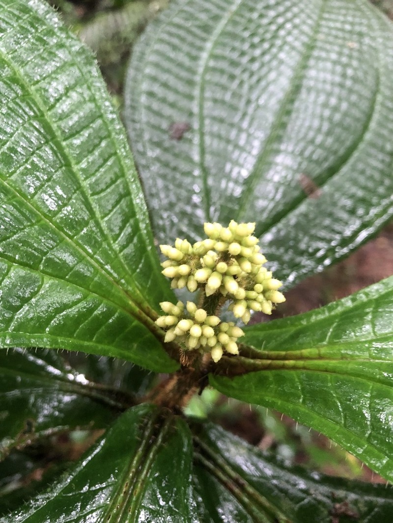 Miconia conosetosa