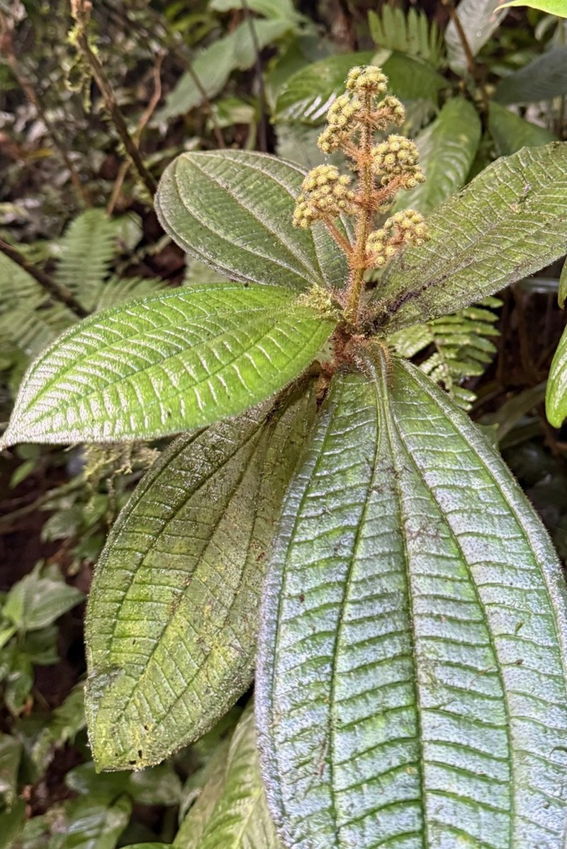 Miconia conosetosa photo 2