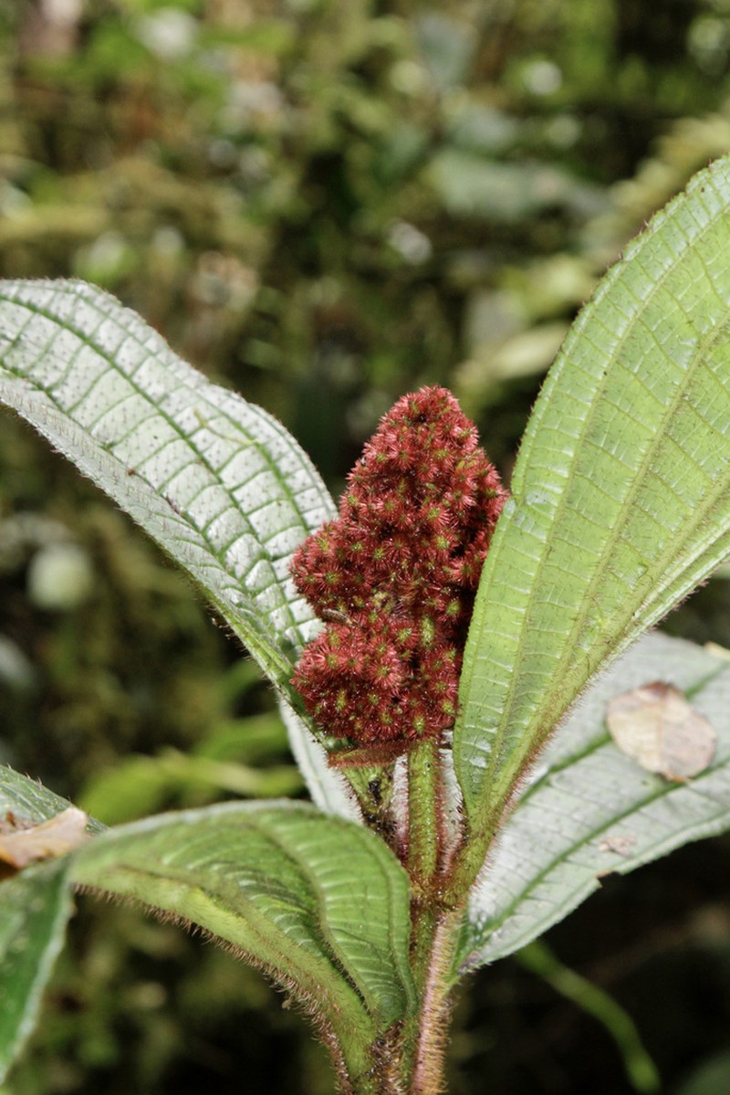 Miconia conosetosa photo 3