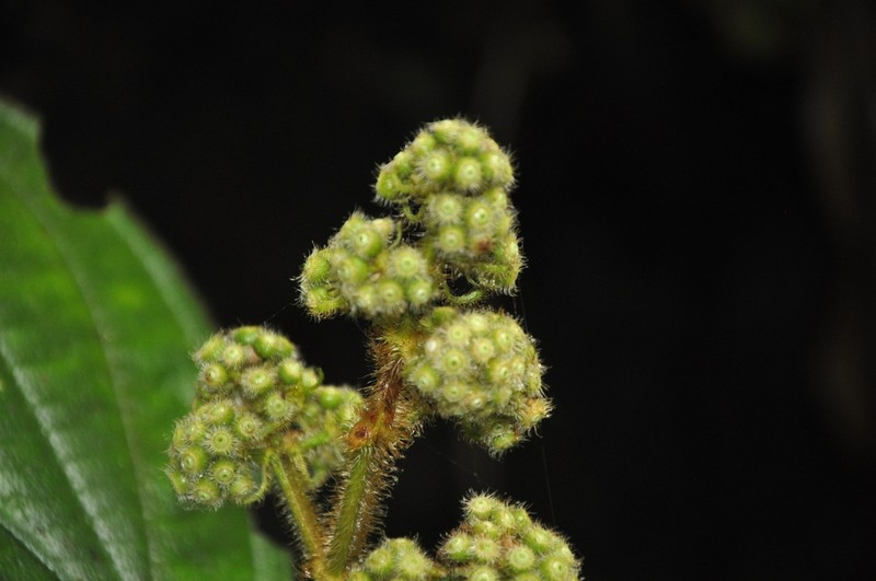 Miconia conosetosa photo 4